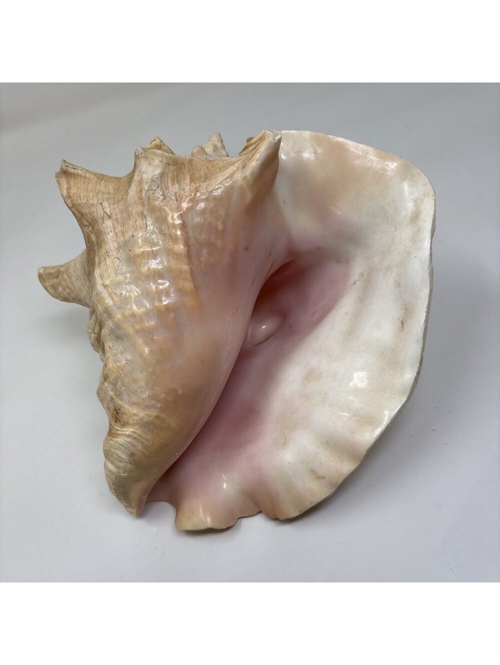 Large Pink & Tan Conch Sea Shell, Striped Pattern Faux Conch Shell - Picture 5 of 5